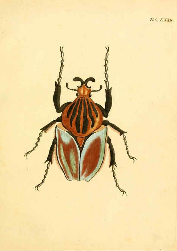 Reproducción/Reproduction 6008793356: Abbildungen zu Karl Illiger's Uebersetzung von Olivier's Entomologie plates Nürnberg :Gedruckt auf Kosten des Herausgebers,1802-1803