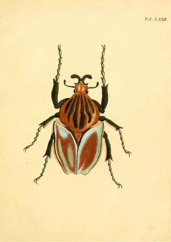 Reproducción/Reproduction 6008793356: Abbildungen zu Karl Illiger's Uebersetzung von Olivier's Entomologie plates Nürnberg :Gedruckt auf Kosten des Herausgebers,1802-1803