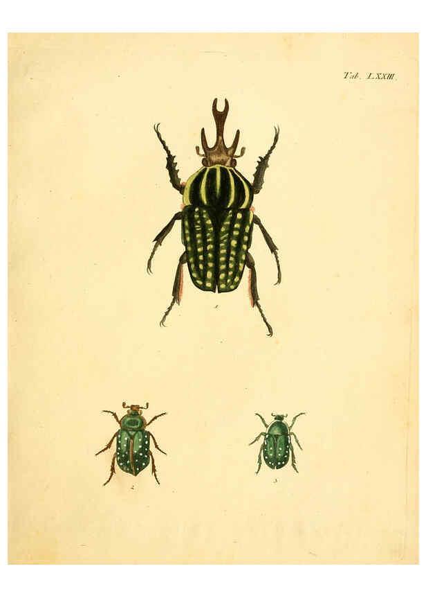 Reproducción/Reproduction 6008793504: Abbildungen zu Karl Illiger's Uebersetzung von Olivier's Entomologie plates Nürnberg :Gedruckt auf Kosten des Herausgebers,1802-1803