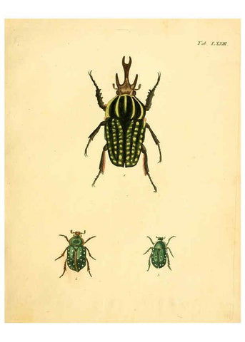 Reproducción/Reproduction 6008793504: Abbildungen zu Karl Illiger's Uebersetzung von Olivier's Entomologie plates Nürnberg :Gedruckt auf Kosten des Herausgebers,1802-1803