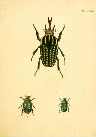 Reproducción/Reproduction 6008793504: Abbildungen zu Karl Illiger's Uebersetzung von Olivier's Entomologie plates Nürnberg :Gedruckt auf Kosten des Herausgebers,1802-1803