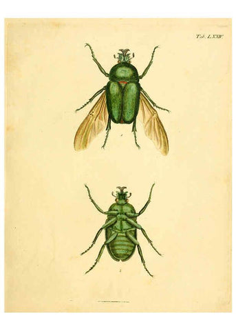 Reproducción/Reproduction 6008245959: Abbildungen zu Karl Illiger's Uebersetzung von Olivier's Entomologie plates Nürnberg :Gedruckt auf Kosten des Herausgebers,1802-1803