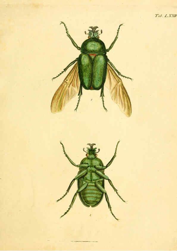 Reproducción/Reproduction 6008245959: Abbildungen zu Karl Illiger's Uebersetzung von Olivier's Entomologie plates Nürnberg :Gedruckt auf Kosten des Herausgebers,1802-1803