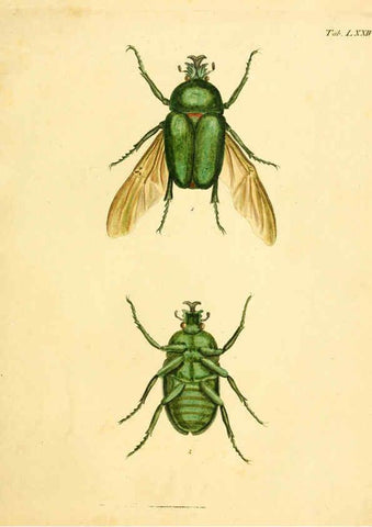 Reproducción/Reproduction 6008245959: Abbildungen zu Karl Illiger's Uebersetzung von Olivier's Entomologie plates Nürnberg :Gedruckt auf Kosten des Herausgebers,1802-1803