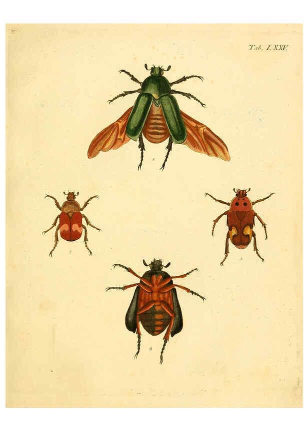 Reproducción/Reproduction 6008246107: Abbildungen zu Karl Illiger's Uebersetzung von Olivier's Entomologie plates Nürnberg :Gedruckt auf Kosten des Herausgebers,1802-1803