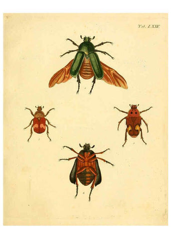 Reproducción/Reproduction 6008246107: Abbildungen zu Karl Illiger's Uebersetzung von Olivier's Entomologie plates Nürnberg :Gedruckt auf Kosten des Herausgebers,1802-1803