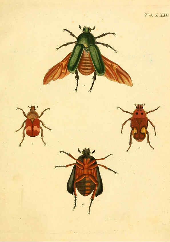 Reproducción/Reproduction 6008246107: Abbildungen zu Karl Illiger's Uebersetzung von Olivier's Entomologie plates Nürnberg :Gedruckt auf Kosten des Herausgebers,1802-1803