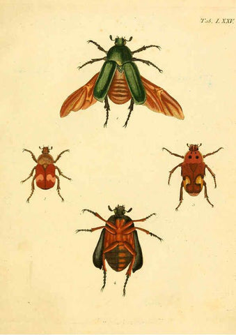 Reproducción/Reproduction 6008246107: Abbildungen zu Karl Illiger's Uebersetzung von Olivier's Entomologie plates Nürnberg :Gedruckt auf Kosten des Herausgebers,1802-1803