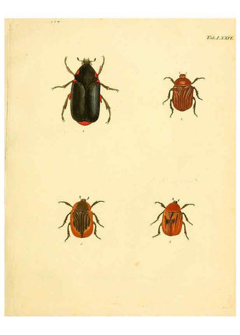 Reproducción/Reproduction 6008794098: Abbildungen zu Karl Illiger's Uebersetzung von Olivier's Entomologie plates Nürnberg :Gedruckt auf Kosten des Herausgebers,1802-1803