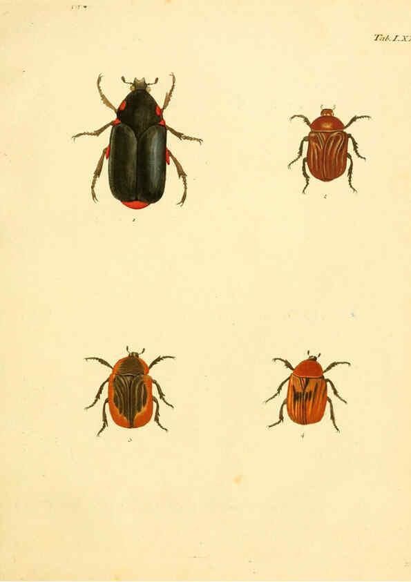 Reproducción/Reproduction 6008794098: Abbildungen zu Karl Illiger's Uebersetzung von Olivier's Entomologie plates Nürnberg :Gedruckt auf Kosten des Herausgebers,1802-1803