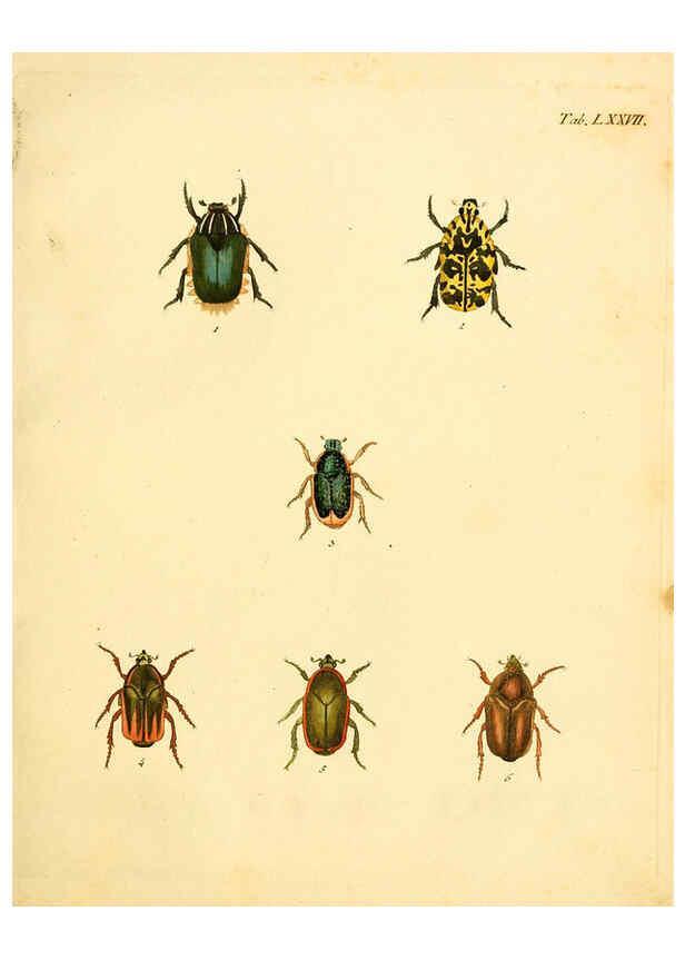 Reproducción/Reproduction 6008794286: Abbildungen zu Karl Illiger's Uebersetzung von Olivier's Entomologie plates Nürnberg :Gedruckt auf Kosten des Herausgebers,1802-1803