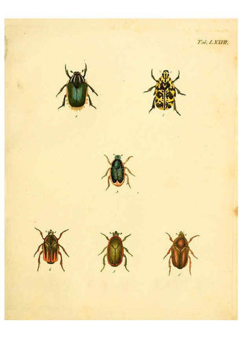 Reproducción/Reproduction 6008794286: Abbildungen zu Karl Illiger's Uebersetzung von Olivier's Entomologie plates Nürnberg :Gedruckt auf Kosten des Herausgebers,1802-1803