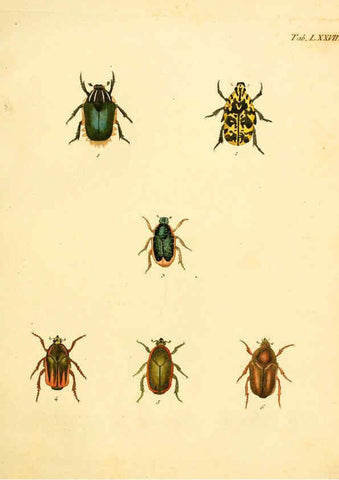 Reproducción/Reproduction 6008794286: Abbildungen zu Karl Illiger's Uebersetzung von Olivier's Entomologie plates Nürnberg :Gedruckt auf Kosten des Herausgebers,1802-1803