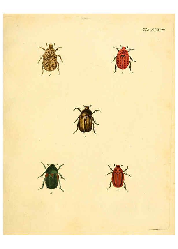Reproducción/Reproduction 6008794438: Abbildungen zu Karl Illiger's Uebersetzung von Olivier's Entomologie plates Nürnberg :Gedruckt auf Kosten des Herausgebers,1802-1803