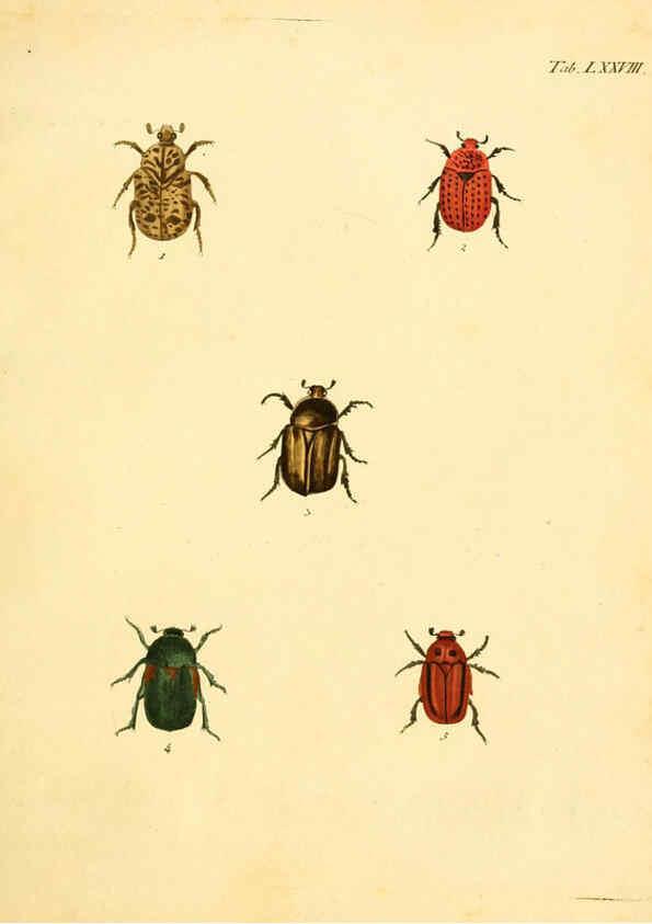 Reproducción/Reproduction 6008794438: Abbildungen zu Karl Illiger's Uebersetzung von Olivier's Entomologie plates Nürnberg :Gedruckt auf Kosten des Herausgebers,1802-1803