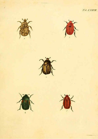 Reproducción/Reproduction 6008794438: Abbildungen zu Karl Illiger's Uebersetzung von Olivier's Entomologie plates Nürnberg :Gedruckt auf Kosten des Herausgebers,1802-1803