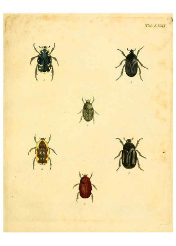 Reproducción/Reproduction 6008794620: Abbildungen zu Karl Illiger's Uebersetzung von Olivier's Entomologie plates Nürnberg :Gedruckt auf Kosten des Herausgebers,1802-1803