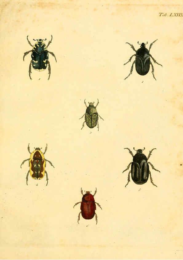 Reproducción/Reproduction 6008794620: Abbildungen zu Karl Illiger's Uebersetzung von Olivier's Entomologie plates Nürnberg :Gedruckt auf Kosten des Herausgebers,1802-1803