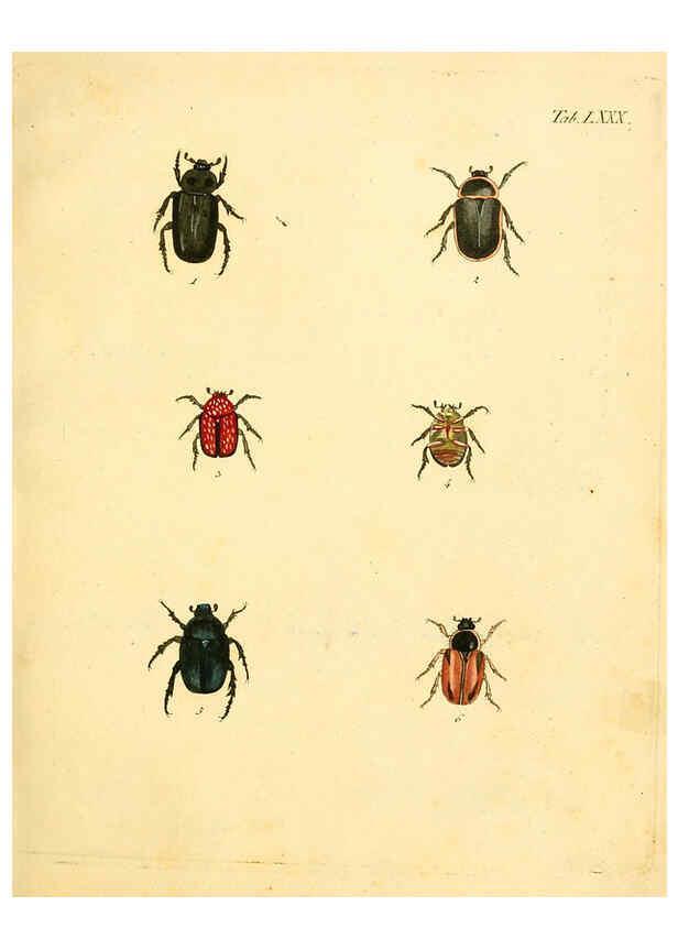 Reproducción/Reproduction 6008794784: Abbildungen zu Karl Illiger's Uebersetzung von Olivier's Entomologie plates Nürnberg :Gedruckt auf Kosten des Herausgebers,1802-1803