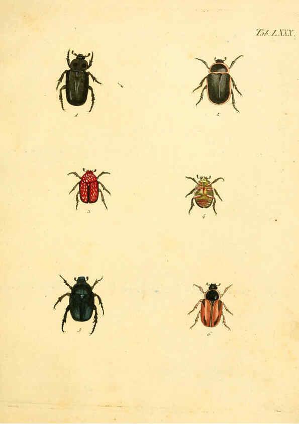 Reproducción/Reproduction 6008794784: Abbildungen zu Karl Illiger's Uebersetzung von Olivier's Entomologie plates Nürnberg :Gedruckt auf Kosten des Herausgebers,1802-1803