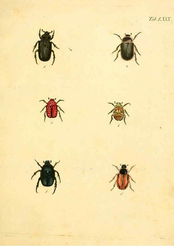 Reproducción/Reproduction 6008794784: Abbildungen zu Karl Illiger's Uebersetzung von Olivier's Entomologie plates Nürnberg :Gedruckt auf Kosten des Herausgebers,1802-1803