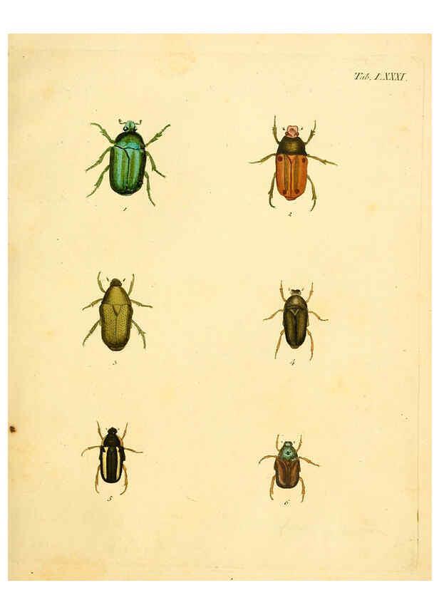 Reproducción/Reproduction 6008247237: Abbildungen zu Karl Illiger's Uebersetzung von Olivier's Entomologie plates Nürnberg :Gedruckt auf Kosten des Herausgebers,1802-1803