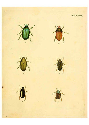 Reproducción/Reproduction 6008247237: Abbildungen zu Karl Illiger's Uebersetzung von Olivier's Entomologie plates Nürnberg :Gedruckt auf Kosten des Herausgebers,1802-1803