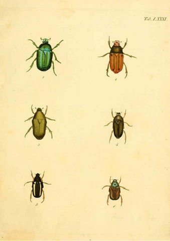 Reproducción/Reproduction 6008247237: Abbildungen zu Karl Illiger's Uebersetzung von Olivier's Entomologie plates Nürnberg :Gedruckt auf Kosten des Herausgebers,1802-1803