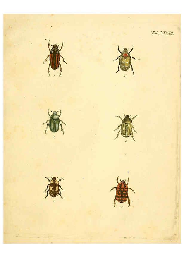 Reproducción/Reproduction 6008247491: Abbildungen zu Karl Illiger's Uebersetzung von Olivier's Entomologie plates Nürnberg :Gedruckt auf Kosten des Herausgebers,1802-1803