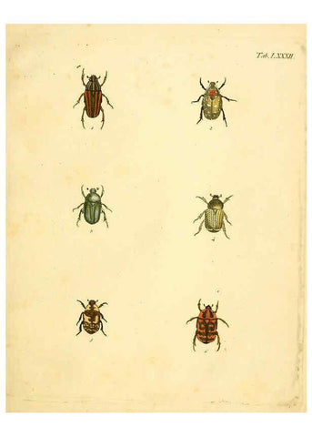 Reproducción/Reproduction 6008247491: Abbildungen zu Karl Illiger's Uebersetzung von Olivier's Entomologie plates Nürnberg :Gedruckt auf Kosten des Herausgebers,1802-1803