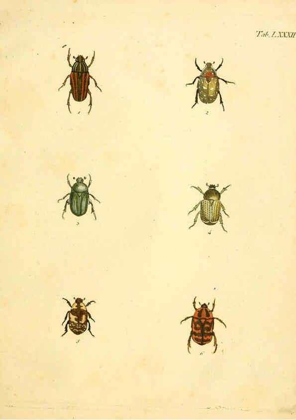 Reproducción/Reproduction 6008247491: Abbildungen zu Karl Illiger's Uebersetzung von Olivier's Entomologie plates Nürnberg :Gedruckt auf Kosten des Herausgebers,1802-1803