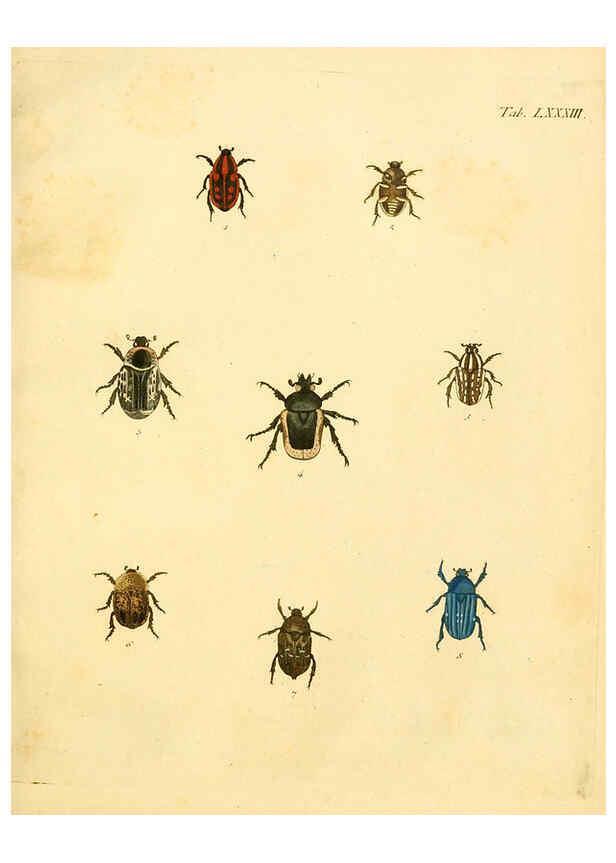 Reproducción/Reproduction 6008795394: Abbildungen zu Karl Illiger's Uebersetzung von Olivier's Entomologie plates Nürnberg :Gedruckt auf Kosten des Herausgebers,1802-1803