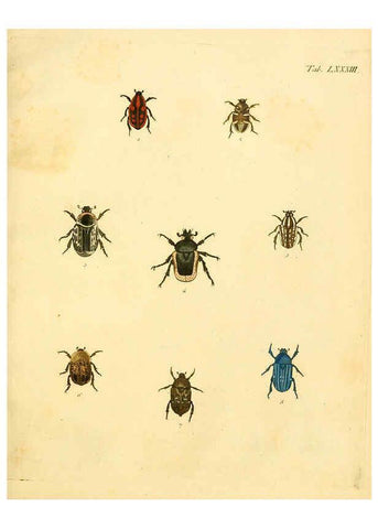 Reproducción/Reproduction 6008795394: Abbildungen zu Karl Illiger's Uebersetzung von Olivier's Entomologie plates Nürnberg :Gedruckt auf Kosten des Herausgebers,1802-1803