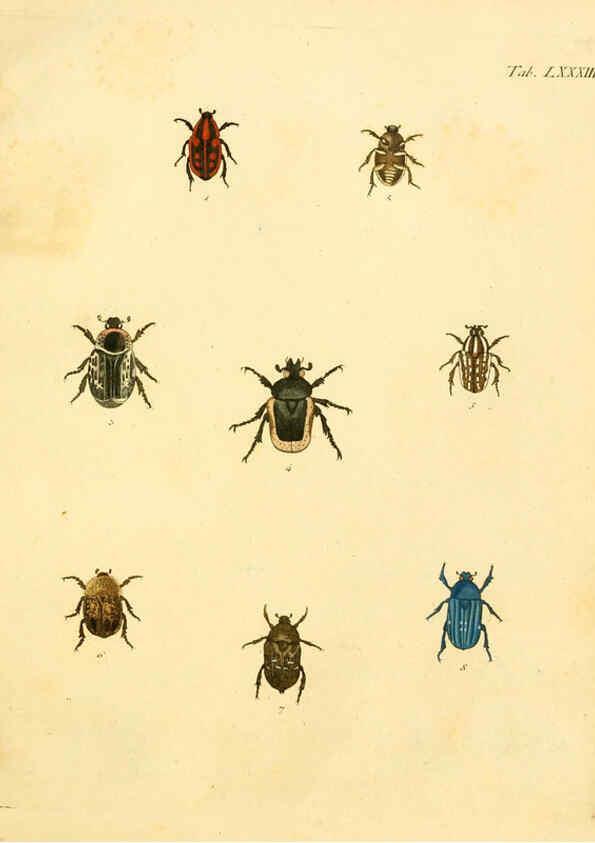 Reproducción/Reproduction 6008795394: Abbildungen zu Karl Illiger's Uebersetzung von Olivier's Entomologie plates Nürnberg :Gedruckt auf Kosten des Herausgebers,1802-1803