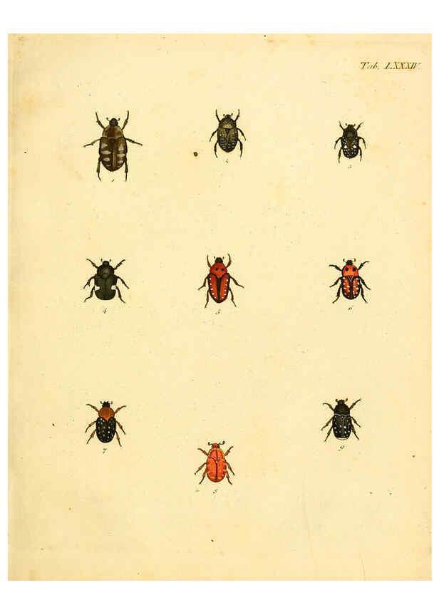 Reproducción/Reproduction 6008247855: Abbildungen zu Karl Illiger's Uebersetzung von Olivier's Entomologie plates Nürnberg :Gedruckt auf Kosten des Herausgebers,1802-1803