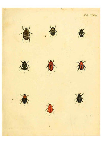 Reproducción/Reproduction 6008247855: Abbildungen zu Karl Illiger's Uebersetzung von Olivier's Entomologie plates Nürnberg :Gedruckt auf Kosten des Herausgebers,1802-1803
