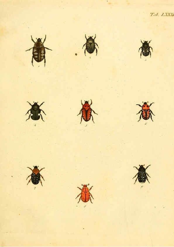 Reproducción/Reproduction 6008247855: Abbildungen zu Karl Illiger's Uebersetzung von Olivier's Entomologie plates Nürnberg :Gedruckt auf Kosten des Herausgebers,1802-1803