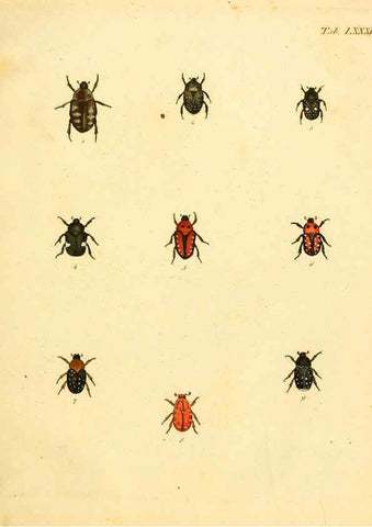 Reproducción/Reproduction 6008247855: Abbildungen zu Karl Illiger's Uebersetzung von Olivier's Entomologie plates Nürnberg :Gedruckt auf Kosten des Herausgebers,1802-1803