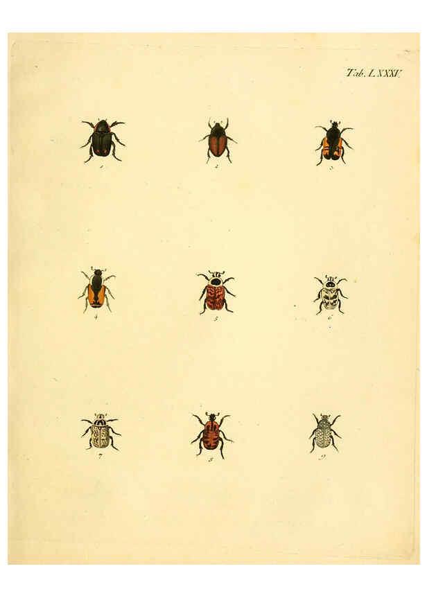 Reproducción/Reproduction 6008248041: Abbildungen zu Karl Illiger's Uebersetzung von Olivier's Entomologie plates Nürnberg :Gedruckt auf Kosten des Herausgebers,1802-1803