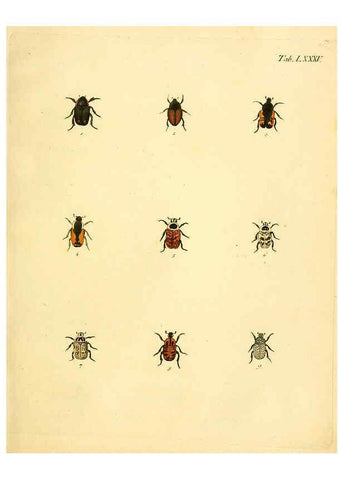 Reproducción/Reproduction 6008248041: Abbildungen zu Karl Illiger's Uebersetzung von Olivier's Entomologie plates Nürnberg :Gedruckt auf Kosten des Herausgebers,1802-1803