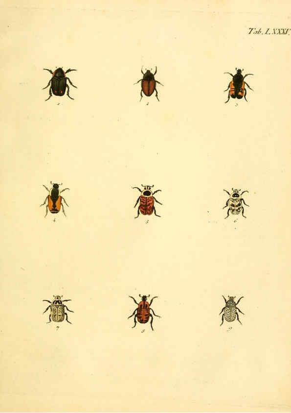 Reproducción/Reproduction 6008248041: Abbildungen zu Karl Illiger's Uebersetzung von Olivier's Entomologie plates Nürnberg :Gedruckt auf Kosten des Herausgebers,1802-1803