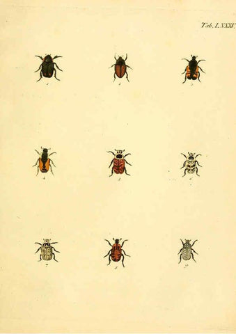 Reproducción/Reproduction 6008248041: Abbildungen zu Karl Illiger's Uebersetzung von Olivier's Entomologie plates Nürnberg :Gedruckt auf Kosten des Herausgebers,1802-1803