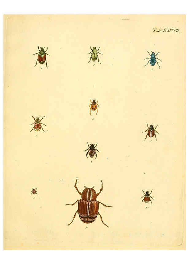 Reproducción/Reproduction 6008796106: Abbildungen zu Karl Illiger's Uebersetzung von Olivier's Entomologie plates Nürnberg :Gedruckt auf Kosten des Herausgebers,1802-1803