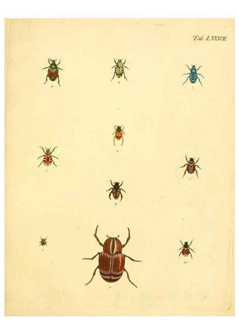 Reproducción/Reproduction 6008796106: Abbildungen zu Karl Illiger's Uebersetzung von Olivier's Entomologie plates Nürnberg :Gedruckt auf Kosten des Herausgebers,1802-1803