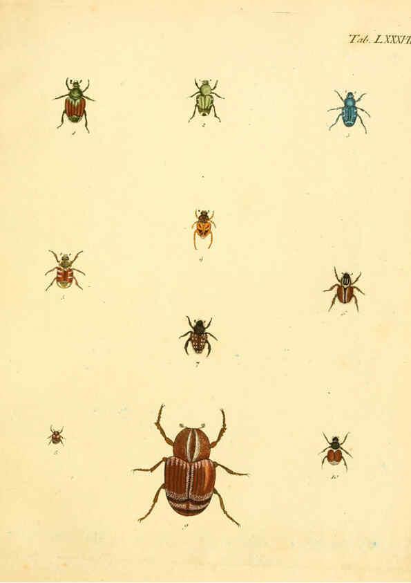 Reproducción/Reproduction 6008796106: Abbildungen zu Karl Illiger's Uebersetzung von Olivier's Entomologie plates Nürnberg :Gedruckt auf Kosten des Herausgebers,1802-1803