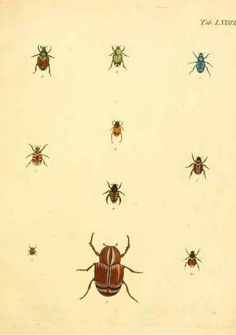 Reproducción/Reproduction 6008796106: Abbildungen zu Karl Illiger's Uebersetzung von Olivier's Entomologie plates Nürnberg :Gedruckt auf Kosten des Herausgebers,1802-1803