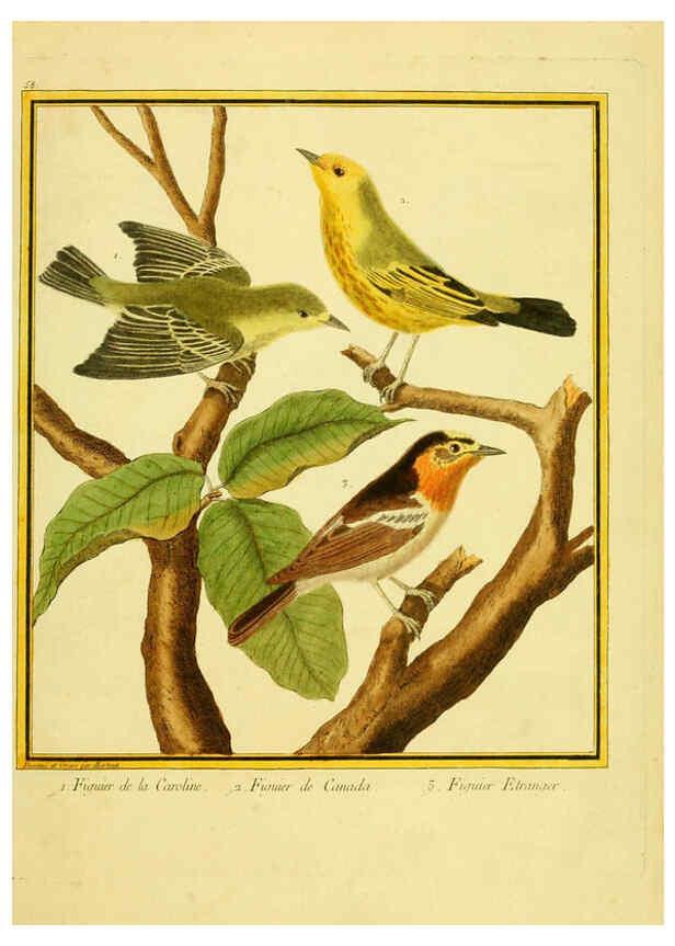 Reproducción/Reproduction 6009198312: Planches enluminées d'histoire naturelle t.1 Paris? :s.n.,1765-1783? 