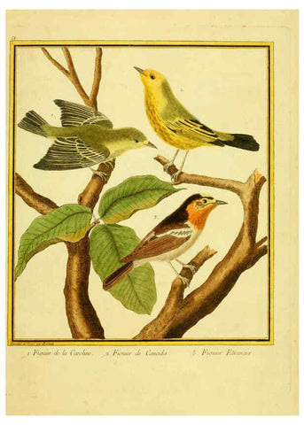 Reproducción/Reproduction 6009198312: Planches enluminées d'histoire naturelle t.1 Paris? :s.n.,1765-1783? 