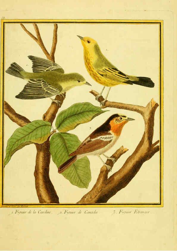 Reproducción/Reproduction 6009198312: Planches enluminées d'histoire naturelle t.1 Paris? :s.n.,1765-1783? 