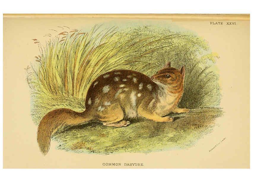 Reproducción/Reproduction 6008355409: A hand-book to the marsupialia and monotremata London :E. Lloyd,1896